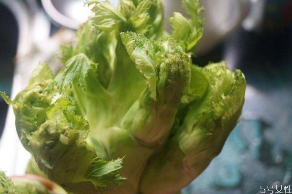 儿菜的生长环境是怎么样的呢(儿菜适合在多少温度环境下生长)