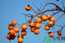 怎样让涩柿子变得又软又甜(怎样才能把柿子变的不涩,脆甜)