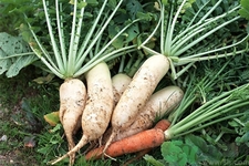 白萝卜能放冰箱多久(白萝卜能放冰箱多久)