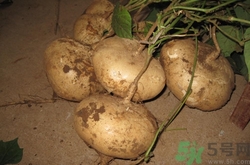 凉薯生吃有什么好处(凉薯生吃有什么好处)