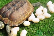 甲鱼蛋的食疗作用(甲鱼蛋功效)