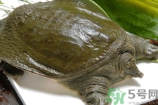 甲鱼的宜忌人群(甲鱼的禁忌人群)
