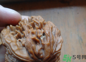 核桃长虫子怎么处理(核桃长虫子了怎么办)