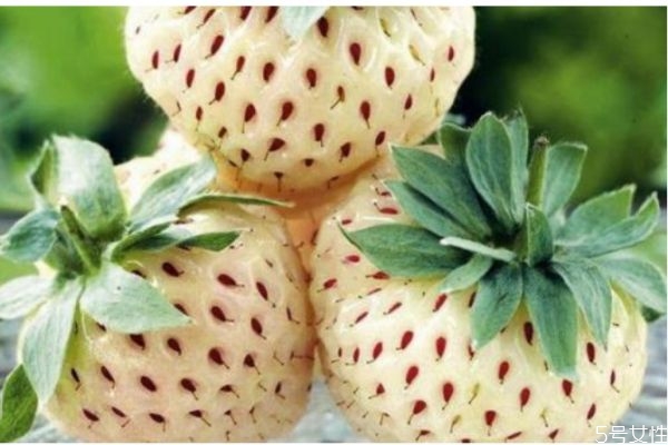 菠萝莓和白草莓的区别是什么呢(菠萝蜜和草莓)