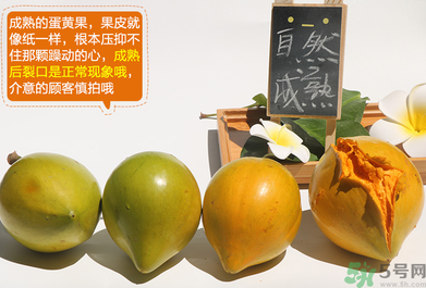 蛋黄果的存放方法(蛋黄果怎么存放) 蛋黄果的存放方法(蛋黄果怎么存放)