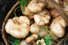 什么时候的凉薯最好吃(凉薯什么季节吃)