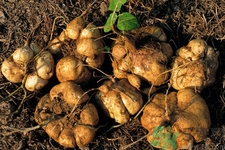 凉薯的适宜人群(凉薯的禁忌人群是什么意思)