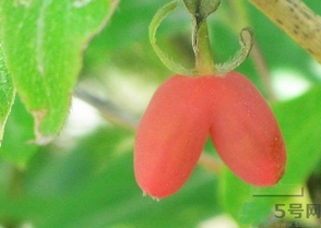 羊奶子作用(羊奶的作用)