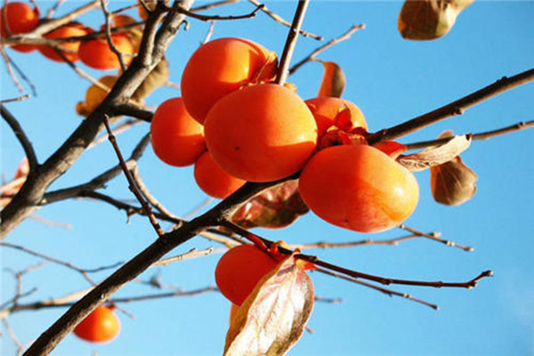 哪些人不适合吃柿子(哪些人不适合吃柿子椒)