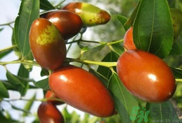 哪些水果是发物(哪些水果是发物不能吃)