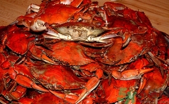 蟹黄苦能吃吗(螃蟹的蟹黄能吃吗)