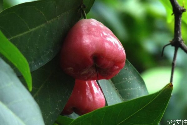 洋蒲桃的营养价值有什么呢(洋蒲桃有什么功效) 洋蒲桃的营养价值有什么呢(洋蒲桃有什么功效)