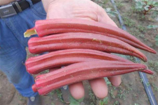 红秋葵怎么做好吃(红秋葵怎么做好吃又简单)