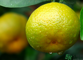 吃青桔子有什么好处和坏处(青桔吃了有什么好处)